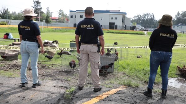 Operativo de la FGE en Huatzangio, Lagunillas: rescatistas con aves y perros, vehículos asegurados y personal de la Guardia Nacional en el lugar
