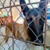 Tres perros resguardados por autoridades de la FGE durante operativo en fraccionamiento Real Hacienda Metrópolis, Tarímbaro, Michoacán