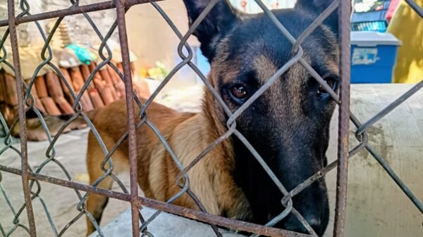 Tres perros resguardados por autoridades de la FGE durante operativo en fraccionamiento Real Hacienda Metrópolis, Tarímbaro, Michoacán