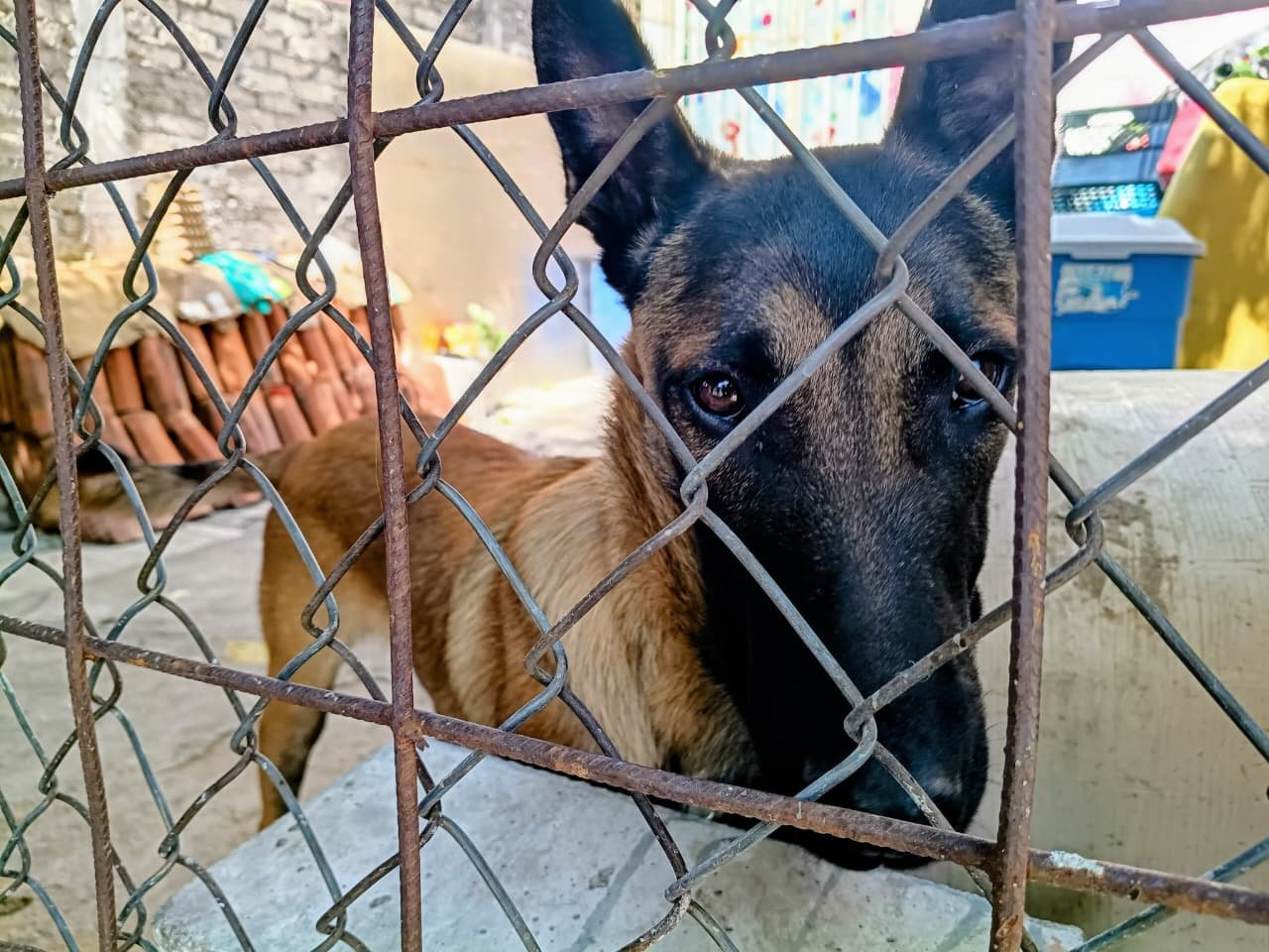 Tres perros resguardados por autoridades de la FGE durante operativo en fraccionamiento Real Hacienda Metrópolis, Tarímbaro, Michoacán