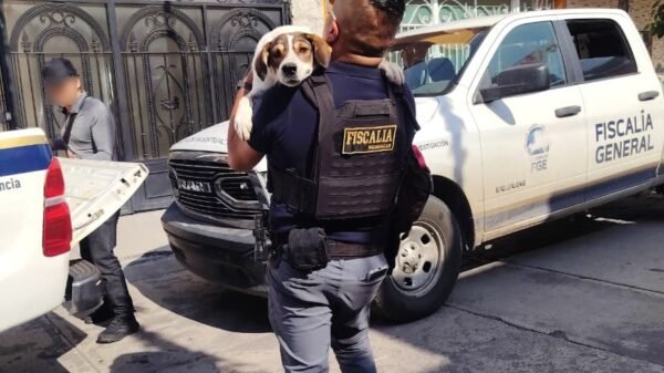 Dos perros de talla mediana, uno blanco con manchas café y otro negro, resguardados en instalaciones de la Unidad de Atención y Protección Animal de Sahuayo
