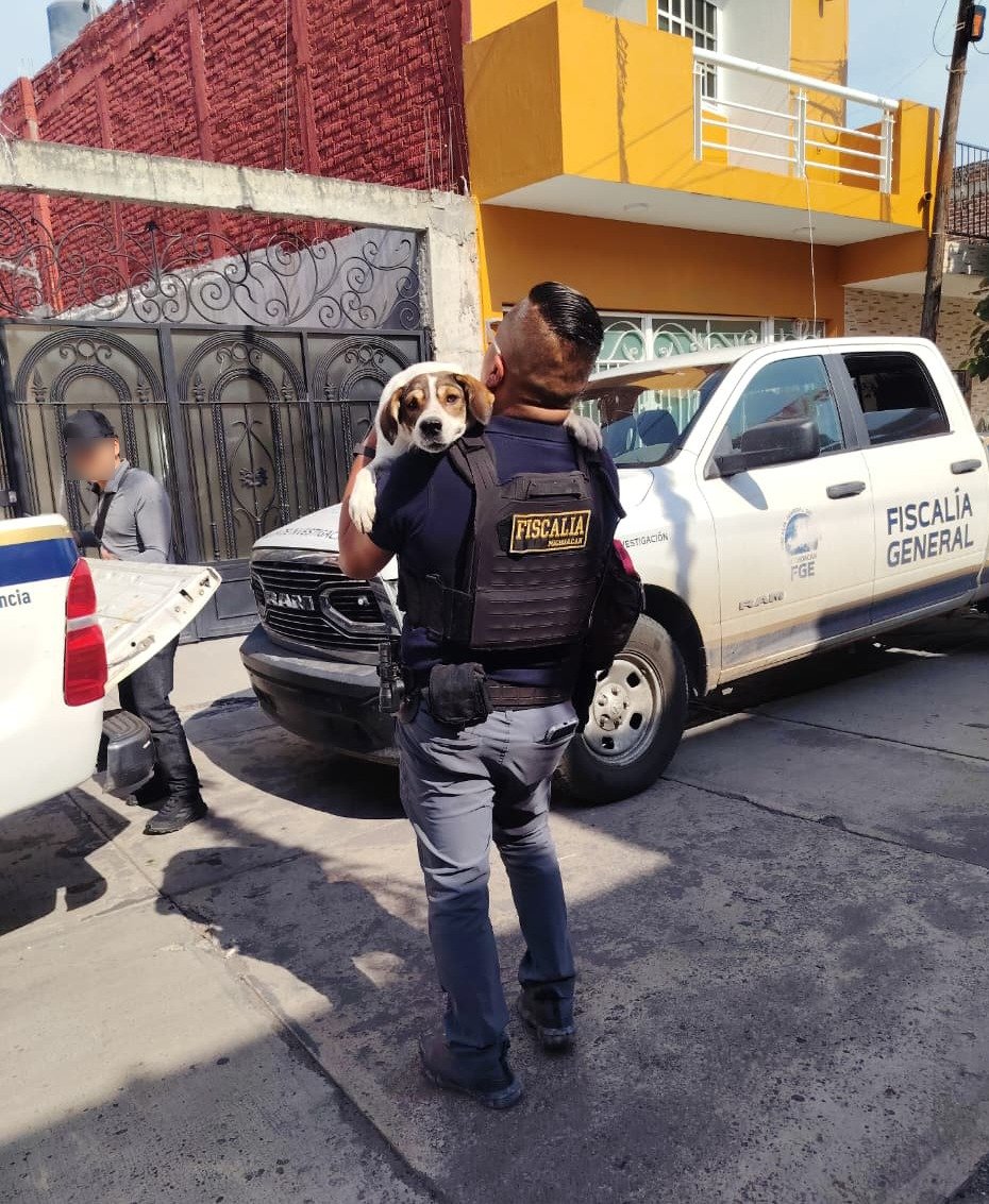 Dos perros de talla mediana, uno blanco con manchas café y otro negro, resguardados en instalaciones de la Unidad de Atención y Protección Animal de Sahuayo