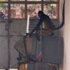 Mono araña macho adulto rescatado en Múgica, Michoacán, sujeto con collar y lazo, bajo supervisión de personal de la FGE y veterinarios
