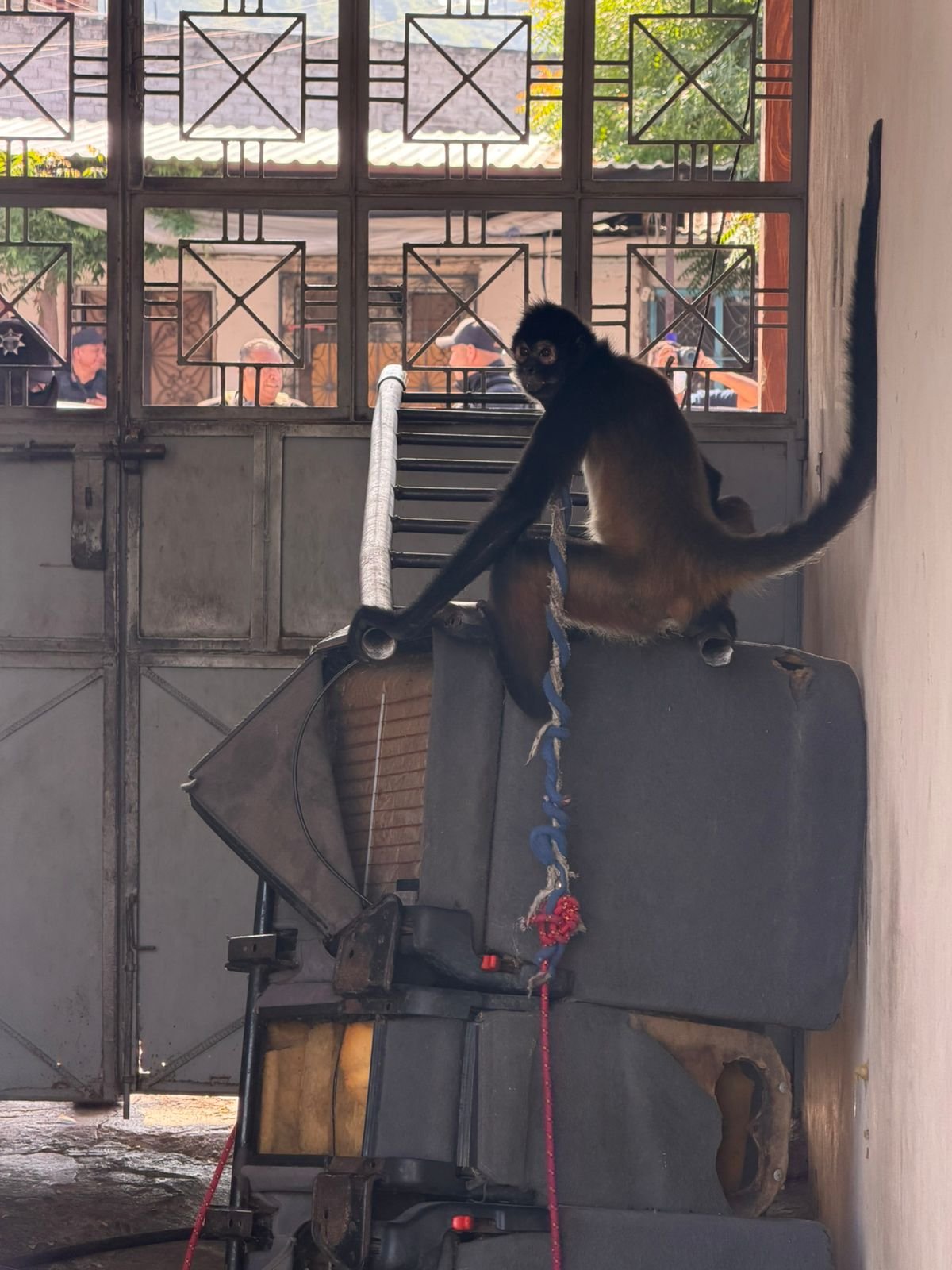 Mono araña macho adulto rescatado en Múgica, Michoacán, sujeto con collar y lazo, bajo supervisión de personal de la FGE y veterinarios