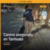 Fiscalía Michoacán canino hembra negro asegurado en la calle Ocampo, Tanhuato, tras investigación por maltrato animal