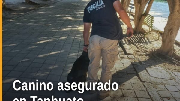 Fiscalía Michoacán canino hembra negro asegurado en la calle Ocampo, Tanhuato, tras investigación por maltrato animal