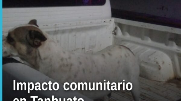 Fiscalía Michoacán crueldad animal: perro blanco resguardado tras agresión en Tanhuato, Michoacán