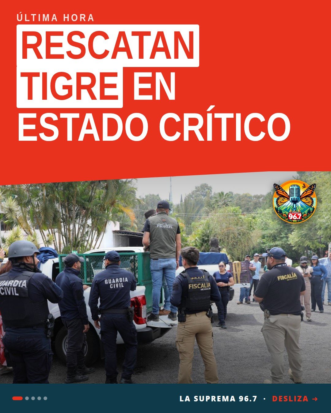 Rescate de fauna silvestre: tigre de Bengala, mono araña y dos loros nuca amarilla asegurados en inmuebles de Peribán y Los
