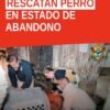Rescate canino morelia: perro adulto de color café asegurado por autoridades en inmueble de Morelia.