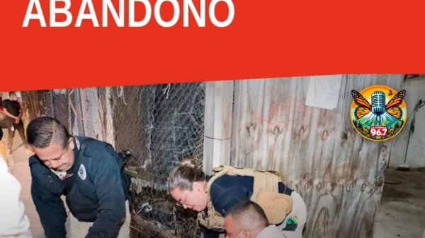 Rescate canino morelia: perro adulto de color café asegurado por autoridades en inmueble de Morelia.