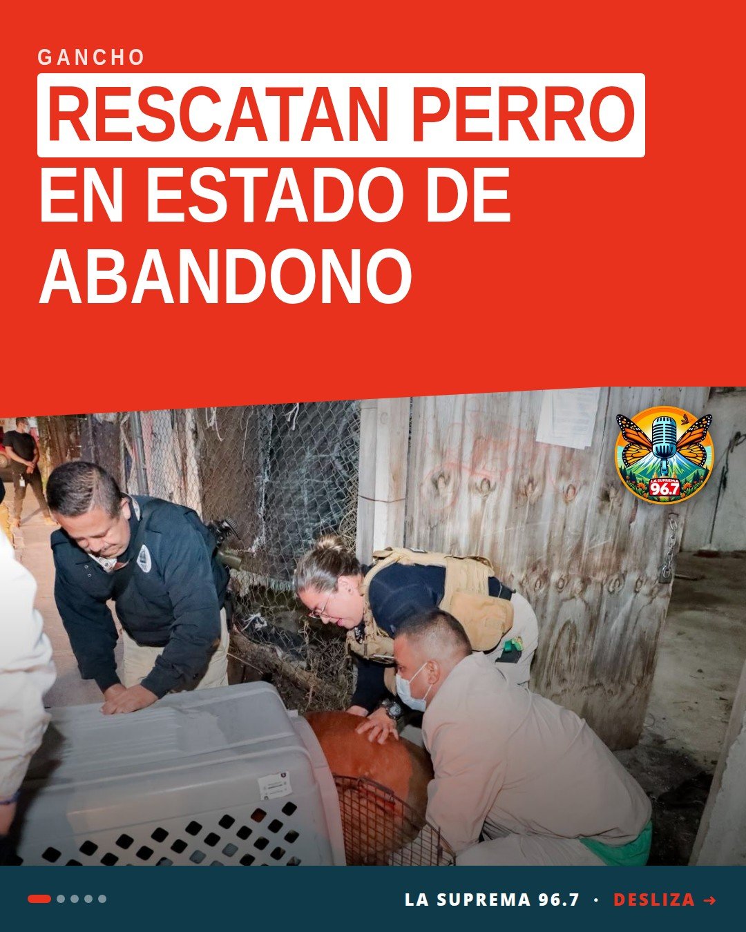 Rescate canino morelia: perro adulto de color café asegurado por autoridades en inmueble de Morelia.