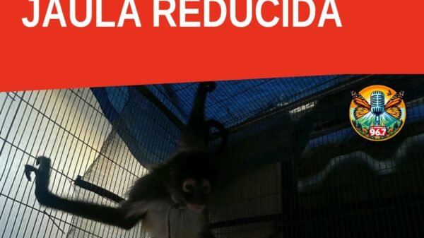 Mono araña en jaula pequeña dentro de inmueble de la colonia Moctezuma, Uruapan — mono araña Uruapan