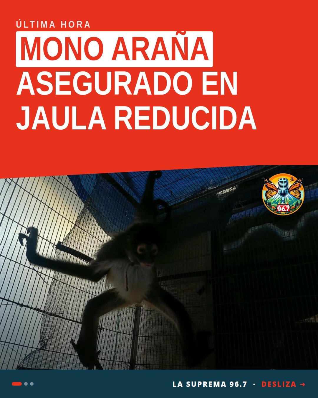 Mono araña en jaula pequeña dentro de inmueble de la colonia Moctezuma, Uruapan — mono araña Uruapan