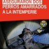 Dos perros rescatados: uno pequeño negro y otro mediano beige, tras operativo por maltrato animal uruapan en Uruapan