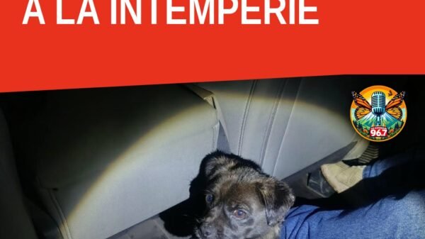Dos perros rescatados: uno pequeño negro y otro mediano beige, tras operativo por maltrato animal uruapan en Uruapan