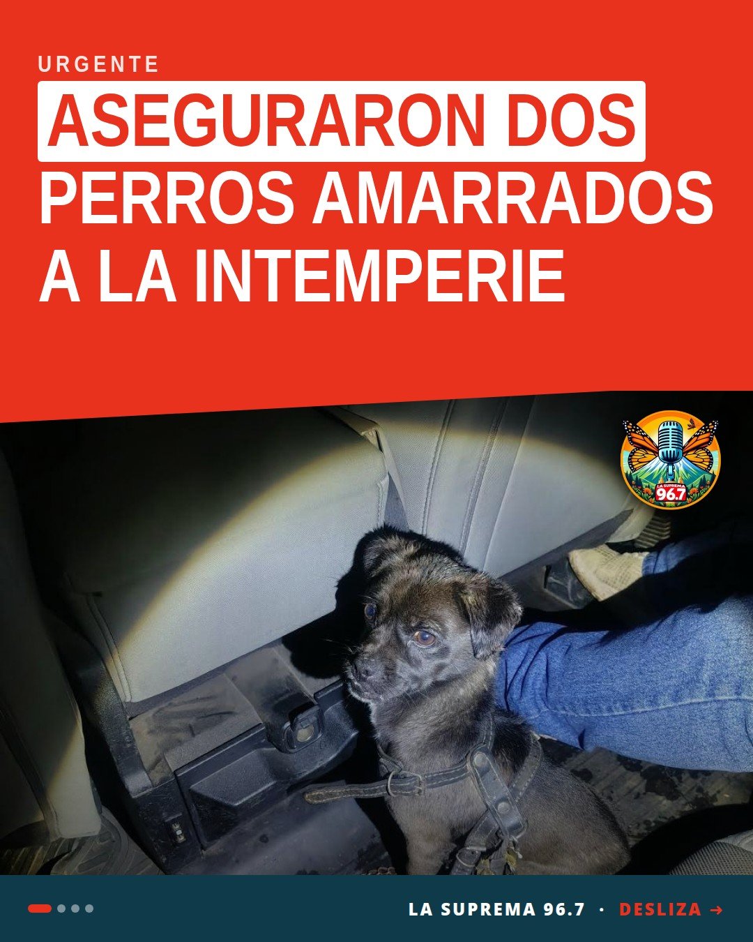 Dos perros rescatados: uno pequeño negro y otro mediano beige, tras operativo por maltrato animal uruapan en Uruapan