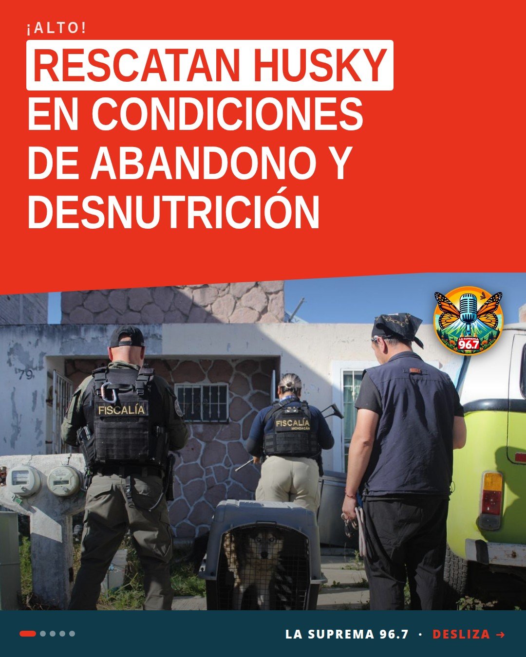 Husky rescatada morelia: canina de raza husky, talla mediana, en estado de desnutrición, durante intervención de la FGE en
