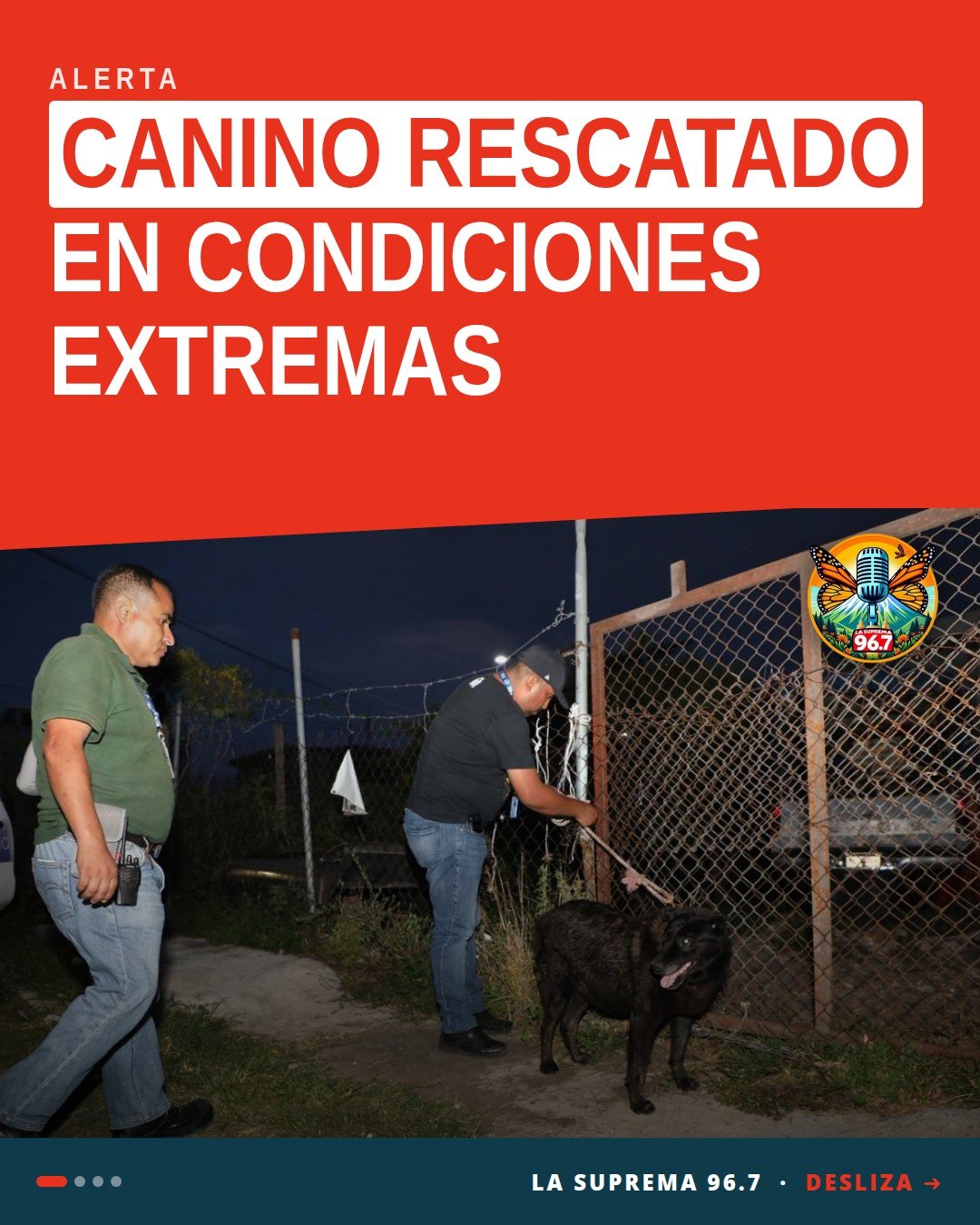 Canino rescatado tras operativo en colonia Reforma, Morelia — rescate de canino morelia