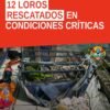 Imagen ilustrativa de 12 loros rescatados en jaulas metálicas durante operativo en Los Reyes, Michoacán