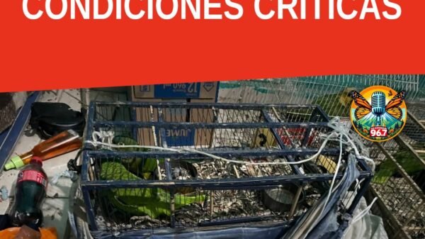 Imagen ilustrativa de 12 loros rescatados en jaulas metálicas durante operativo en Los Reyes, Michoacán