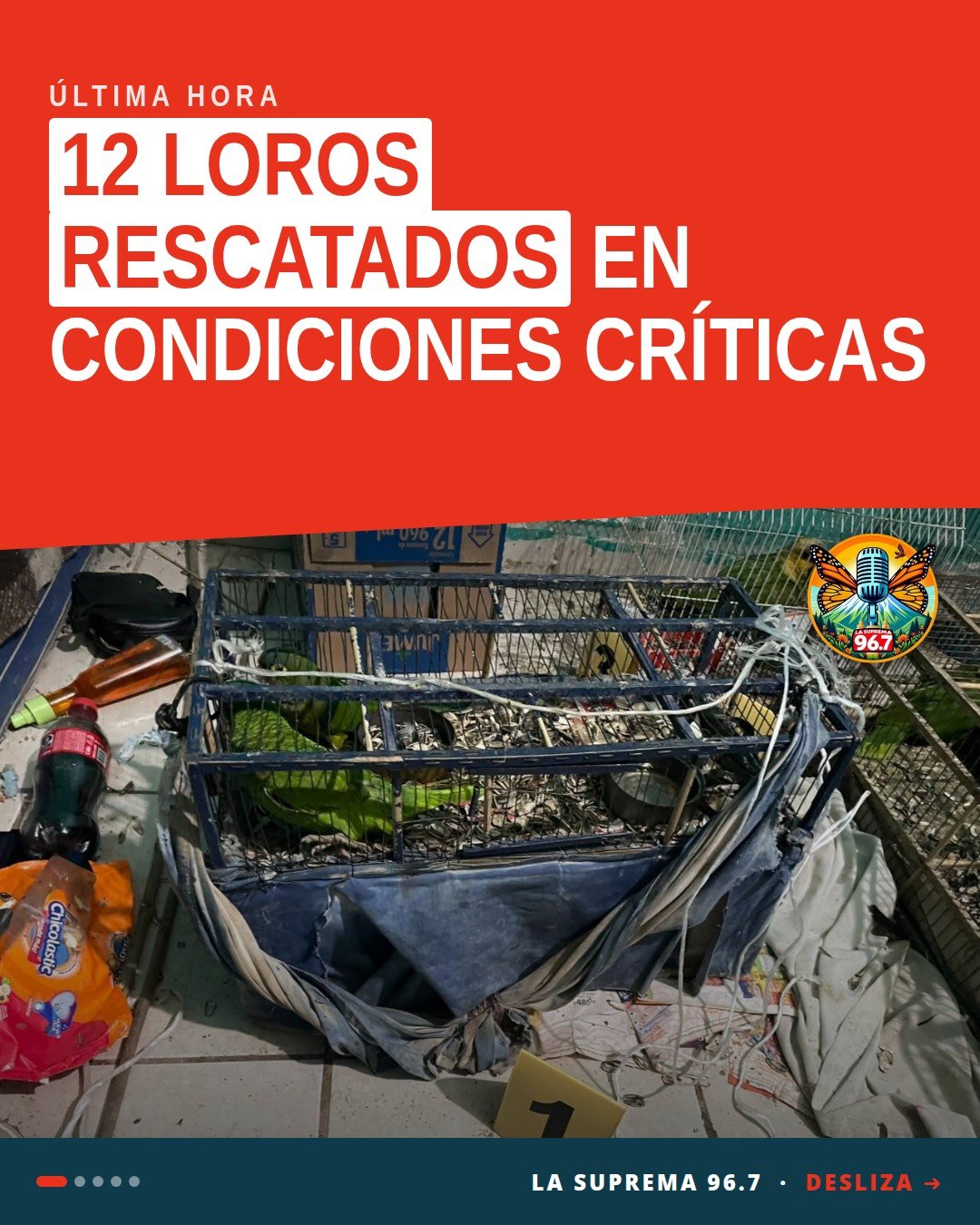 Imagen ilustrativa de 12 loros rescatados en jaulas metálicas durante operativo en Los Reyes, Michoacán
