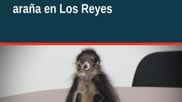 Mono araña rescatado en Los Reyes, Michoacán, bajo custodia de autoridades de la FGE y Protección Civil municipal