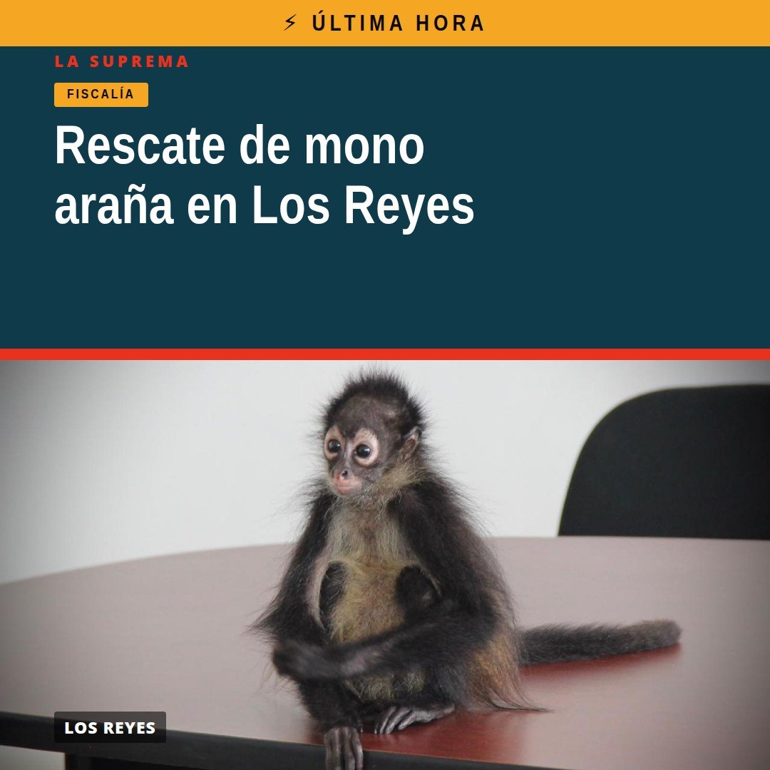 Mono araña rescatado en Los Reyes, Michoacán, bajo custodia de autoridades de la FGE y Protección Civil municipal