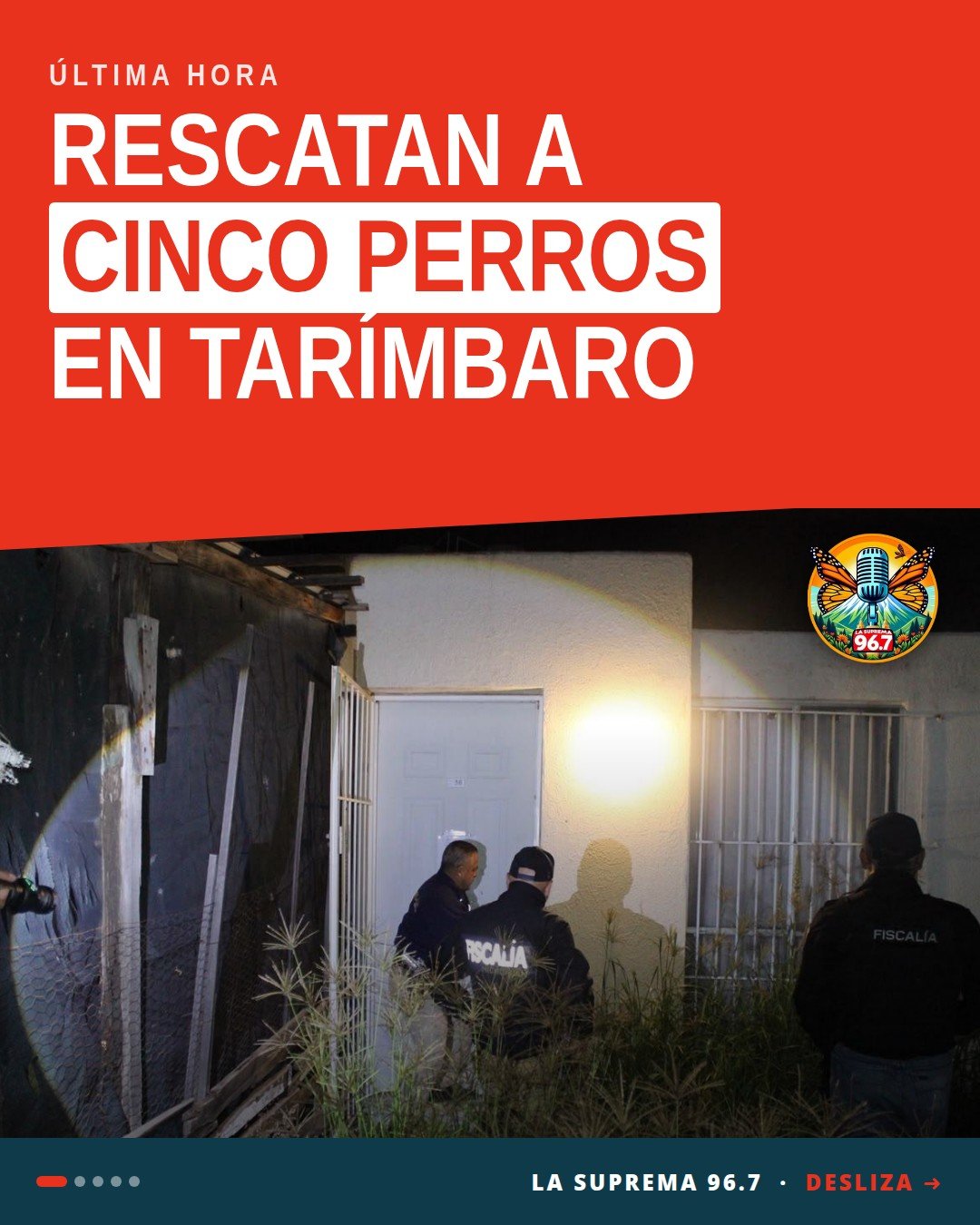 Equipo de la Fiscalía Michoacán asegurando cinco perros mestizos durante el rescate de perros tarímbaro en el