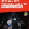 Tres perros rescatados durante cateo en Uruapan, colonia Guadalupe Victoria, tras denuncia por maltrato animal