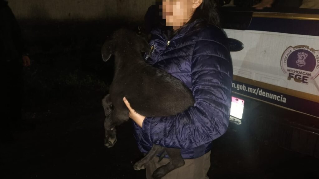 Dos perros rescatados en Uruapan: un macho blanco atado en cochera y una hembra negra dentro del domicilio, durante cateo de