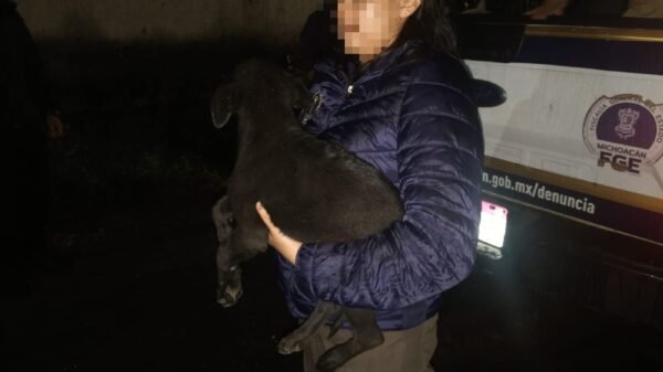 Dos perros rescatados en Uruapan: un macho blanco atado en cochera y una hembra negra dentro del domicilio, durante cateo de