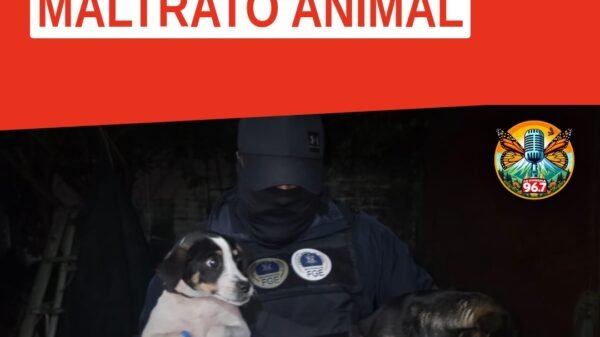 Tres perros rescatados durante cateo en Uruapan, colonia Guadalupe Victoria, tras denuncia por maltrato animal