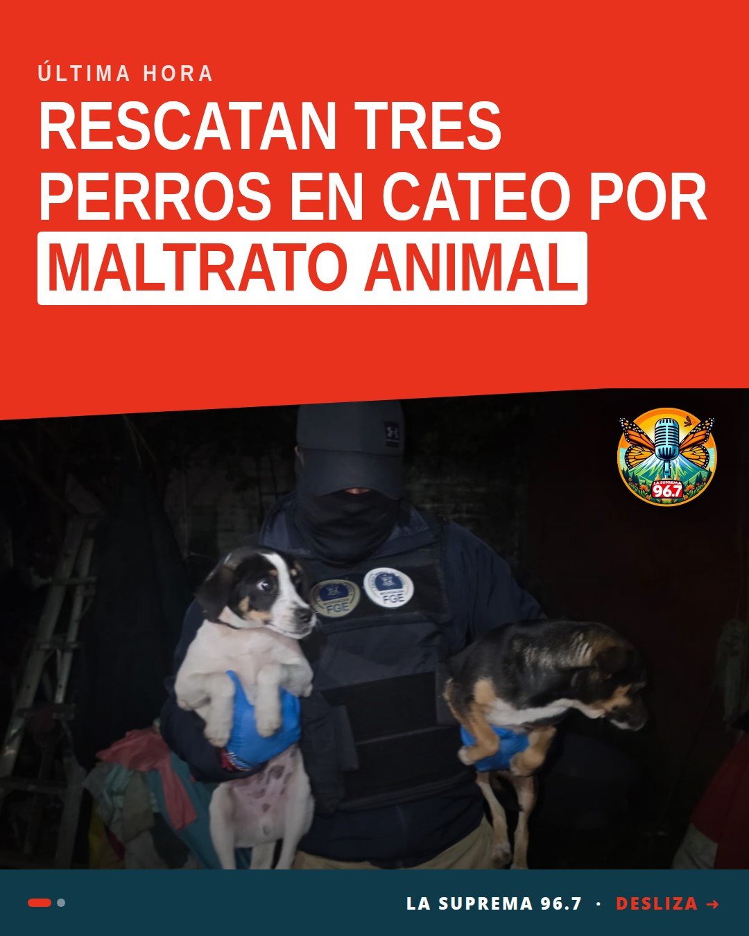 Tres perros rescatados durante cateo en Uruapan, colonia Guadalupe Victoria, tras denuncia por maltrato animal
